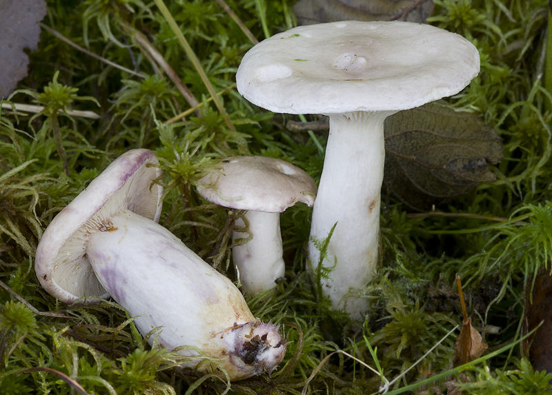 Lactarius uvidus